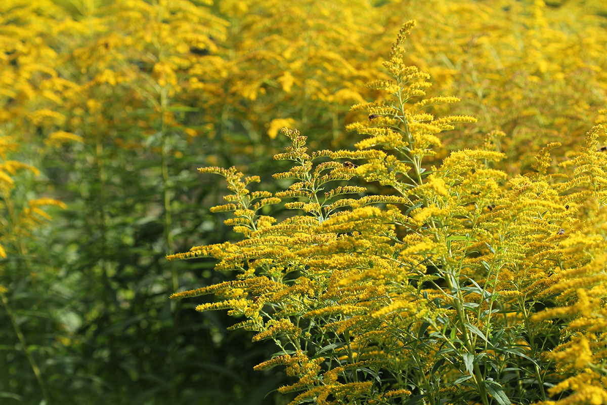 A closeup of a golden rod plant in front of a field of more golden rods.